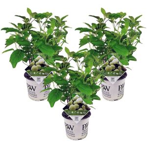 Plant in a Box Hortensia 'Stærk Annabelle' - Sæt med 3 - Hydrangea - ø19cm - Højde 30-40cm