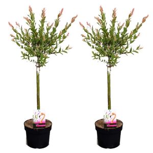 Plant in a Box Salix Flamingo Stamme M - Sæt med 2 - Haveplante - Busk - ø17cm - Højde 60-80cm
