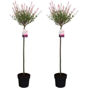 Plant in a Box Salix Flamingo Stamme XL - Sæt med 2 - Haveplante - Busk - ø19 - Højde 90-110cm