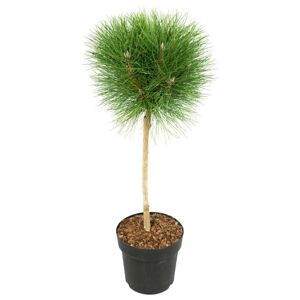 Plant in a Box Pinus 'Sommerbrise' dvärgsmärtsträd på stam - Haveplante - ø24cm - Højde 70 cm