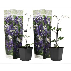 Plant in a Box Clematis Taiga - Sæt med 2 - Klatreplante - ø9cm - Højde 25-40cm