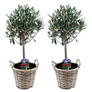 Plant in a Box Olea Europaea - Oliventræ med korg - Sæt med 2 - ø14cm - Højde 50-60cm