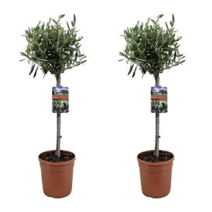 Plant in a Box Oliventræ på stam - Sæt med 2 - Olea Europaea - ø19cm - Højde 80 cm