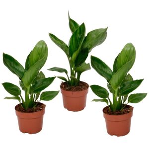 Plant in a Box Strelitzia Reginea Paradisfugleplante - Sæt med 3 - ø9cm - Højde 25-40cm