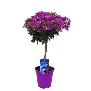 Plant in a Box Bougainvillea på stilk - Lilla blomster - Krukke 17cm - Højde 50-60cm