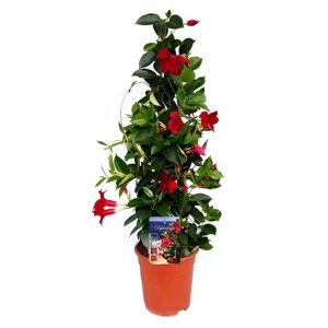Plant in a Box Mandeville 'Rio Deep Red' - Dipladenia - ø17cm - Højde 60-70cm