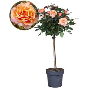 Plant in a Box Rosa Palace 'Catherine' - Stængelrose - Træ - Orange - ⌀19 cm - Højde 80-100 cm