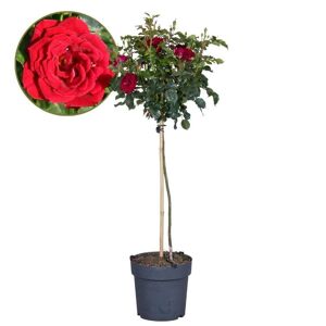 Plant in a Box Rosa Palace Pride - rød stammerose - ø19cm - Højde 80-100cm