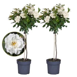 Plant in a Box Rosa Palace Kailani - sæt af 2 - hvid stammerose - ø19 cm - Højde 80-100 cm
