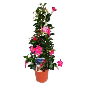 Plant in a Box Mandeville 'Rio Hot Pink' - Dipladenia - ø17cm - Højde 60-70cm
