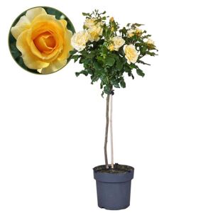 Plant in a Box Rosa Palace Mysore - gul stammerose - ø19cm - Højde 80-100 cm