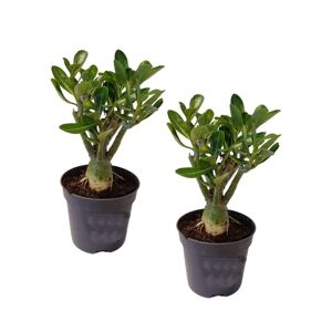 Plant in a Box Adenium Obesum - Sæt med 2 - Stueplante - ø10,5cm - Højde 25-40cm