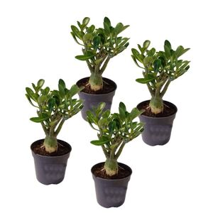 Plant in a Box Adenium Obesum - Sæt med 4 - Stueplante - ø10,5cm - Højde 25-40cm