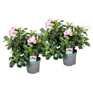 Plant in a Box Adenium Ørkenrose Pink - Sæt med 2 - Stueplante - ø 13 cm - Højde 30-40cm
