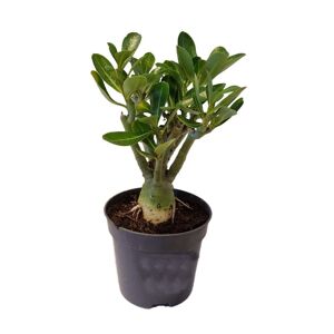 Plant in a Box Adenium Obesum - Stueplante - ø10,5cm - Højde 25-40cm