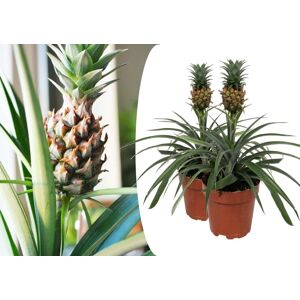 Plant in a Box Ananas mi amigo - Sæt med 2 - Stueplante - ø12cm - Højde 35-45cm