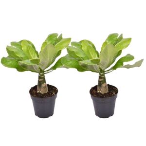 Plant in a Box Brighamia insignis - Sæt med 2 - Stueplante - ø12cm - Højde 25-35cm