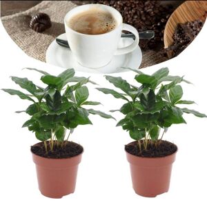 Plant in a Box Coffea Arabica Kaffeanlæg - Sæt med 2 - Stueplante - ø12cm - Højde 25-40cm