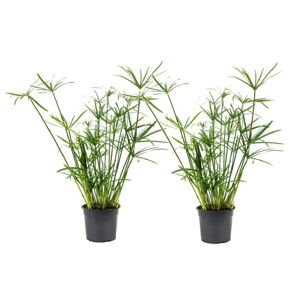 Plant in a Box Cyperus 'Paraply Plante' - Sæt med 2 - Stueplante - ø14cm - Højde 40-50cm