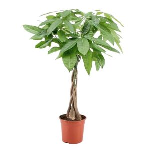 Plant in a Box Pachira aquatica 'Penge træ' - Stueplante - ø17cm - Højde 60-70cm