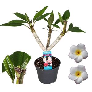 Plant in a Box Plumeria 'Frangipani' Hawaii Hvid - Stueplante - ø 17 cm - Højde 55-70cm