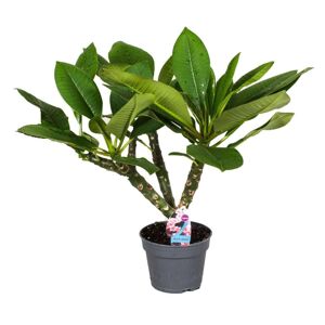 Plant in a Box Plumeria 'Frangipani' Hawaii - Stueplante - ø17cm - Højde 45-55cm
