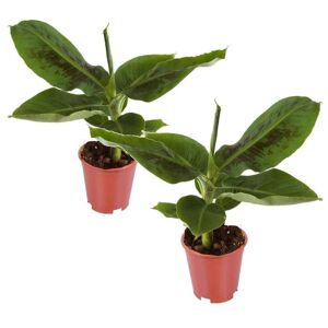 Plant in a Box Tropisk bananväxt - Sæt med 2 - Stueplante - ø12cm - Højde 25-40cm