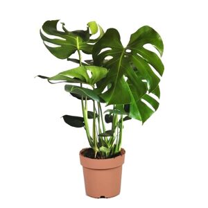 Plant in a Box Monstera deliciosa - Fingerphilodendron - ø21cm - Højde 70-80 cm