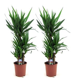 Plant in a Box Yucca Elefantfod - Sæt med 2 - Stueplante - ø21cm - Højde 70-80cm
