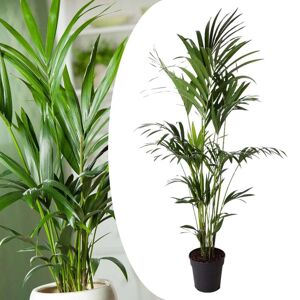 Plant in a Box Kentiapalme - Stueplante - Palme - ø24cm - Højde 150-170cm