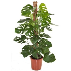 Plant in a Box Monstera Deliciosa - Fingerphilodendron - ⌀24cm - Højde 120-130cm