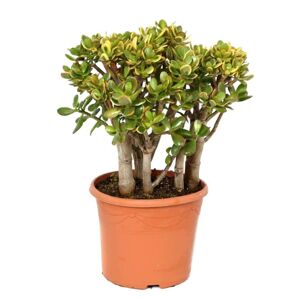 Plant in a Box Crassula ovata 'Sunset' XL - Stueplante - Sukkulent - ⌀30cm - Højde 55-60 cm
