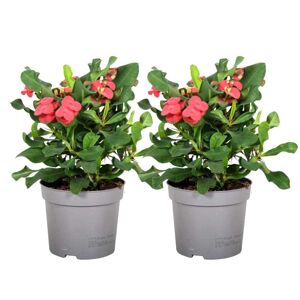 Plant in a Box Euphorbia Milii - Kristi torn - sæt af 2 - sukkulent - ⌀13 cm - Højde 25-35cm