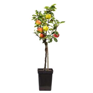 Plant in a Box Æbletræ 3-i-1 - Frugttræ - Haveplante - ø17cm - Højde 60-70cm