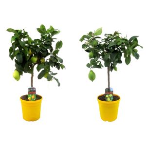 Plant in a Box Citrontræ 'Citrus Limon' på Stam - Sæt med 2 - Frugttræ - ø19cm - Højde 60-70cm