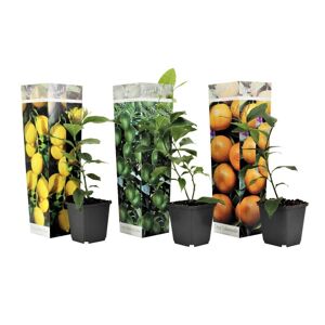 Plant in a Box Citrus planter - Blanding af 3 - Citron, Lime, Appelsin - ø9cm - Højde 25-40cm