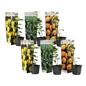 Plant in a Box Citrus planter - Blanding af 6 - Frugttræ - ø9cm - Højde 25-40cm