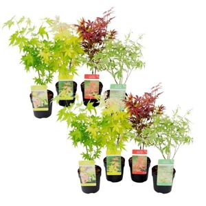 Plant in a Box Japansk Ahorntræ - Acer palmatum - Sæt med 8 - ø10,5cm - Højde 25-40cm