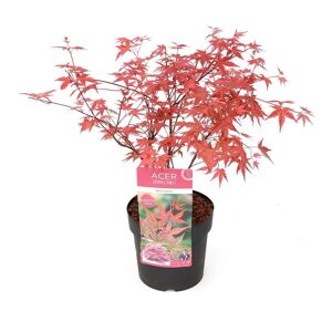Plant in a Box Japansk Ahorntræ - Acer palmatum 'Beni Maiko' - Træ - ø19cm - Højde 60-70cm