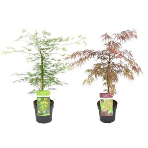 Plant in a Box Japansk Ahorntræ - Acer palmatum Garnet + Emerald Lace - ø19cm - Højde 60-70cm