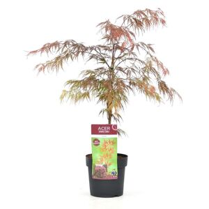 Plant in a Box Japansk Ahorntræ - Acer palmatum 'Granat' - ø19cm - Højde 60-70cm