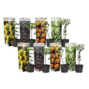 Plant in a Box Middelhavet frugttræ - Sæt med 8 - Frugttræ - ø9cm - Højde 25-40cm
