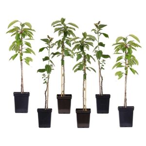 Plant in a Box Æbletræer - Sæt med 6 - Braeburn, Golden Delicious, Gala - ⌀9cm - Højde 60-70cm