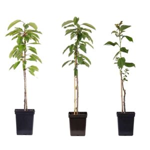 Plant in a Box Æbletræer - Sæt med 3 - Braeburn, Golden Delicious, Gala - ⌀9cm - Højde 60-70cm