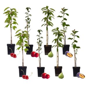Plant in a Box Søjle frugttræ - Blanding af 8 - Frugttræ - ø9cm - Højde 60-70cm