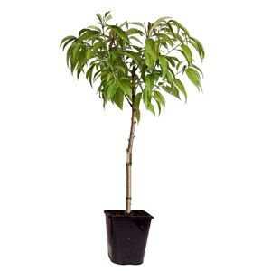 Plant in a Box Vildt ferskentræ 'Prunus Persica Saturn' - Frugttræ - ø15cm - Højde 60-70cm