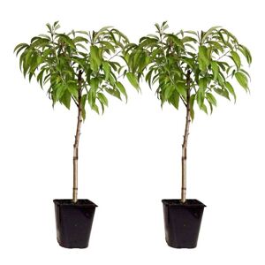 Plant in a Box Vildt ferskentræ 'Prunus Persica Saturne' - Sæt med 2 - Frugttræ - Højde 60-70cm