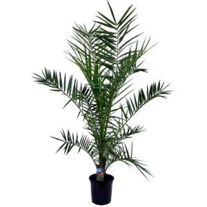 Plant in a Box Canary Daddelpalme - Haveplante - Palm - ø19cm - Højde 80-100cm