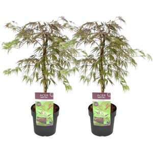 Plant in a Box Acer palmatum 'Inaba - shidare' - Sæt med 2 - Ahorntræ - ⌀13cm - Højde 30-40 cm