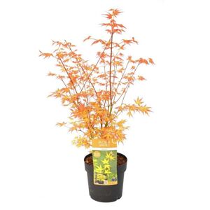 Plant in a Box Acer palmatum 'Katsura' - Japansk Ahorntræ - ⌀19cm - Højde 60-70cm